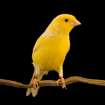 طعام طيور الكناري
